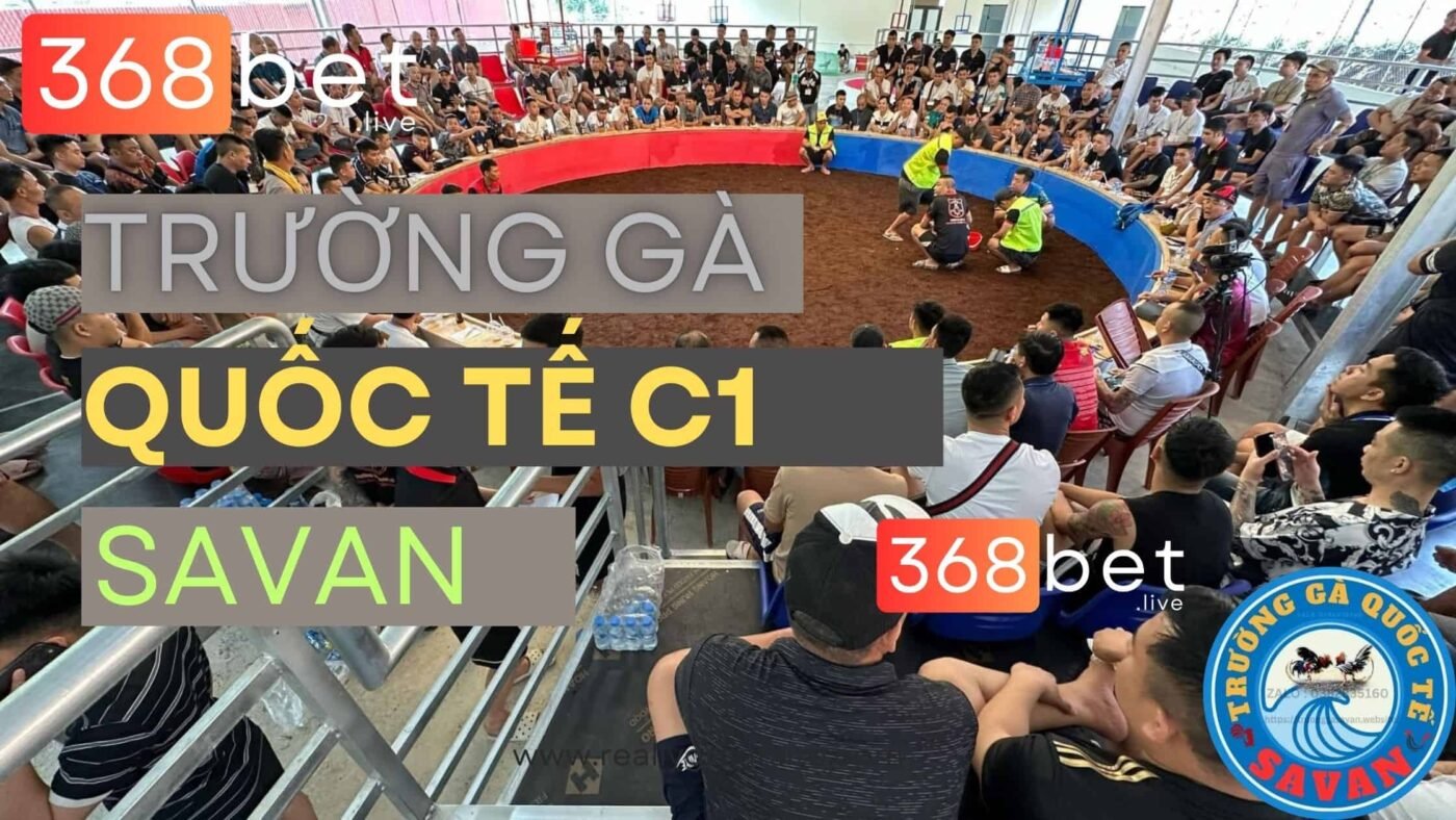 Đá Gà C1 Savan GÀ CHỌI C1 Savan TRỰC TIẾP